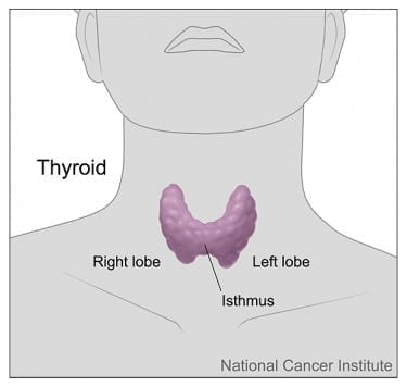 Diagram of the thyroid gland