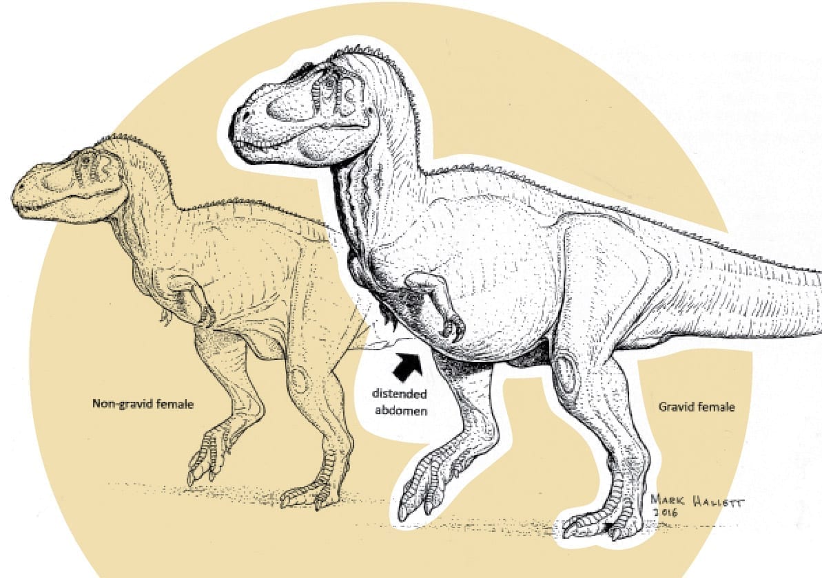 Take a Look at the Skeleton of a Pregnant T-Rex Dinosaur Called