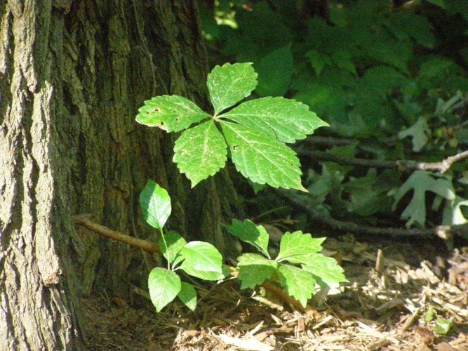 Virginia creeper