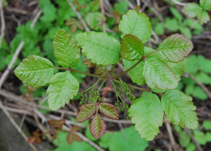 Poison Oak