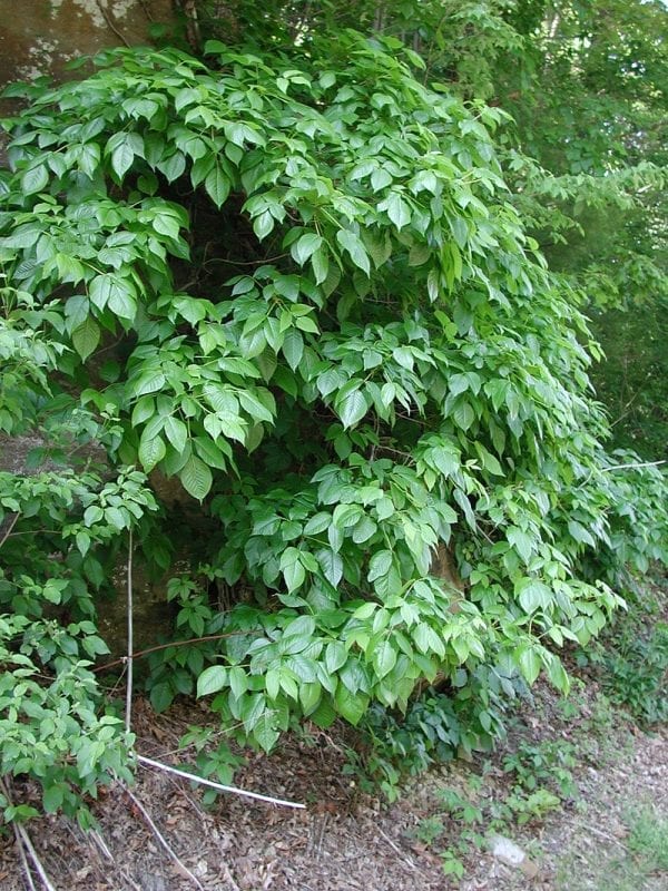 Large poison ivy shrub