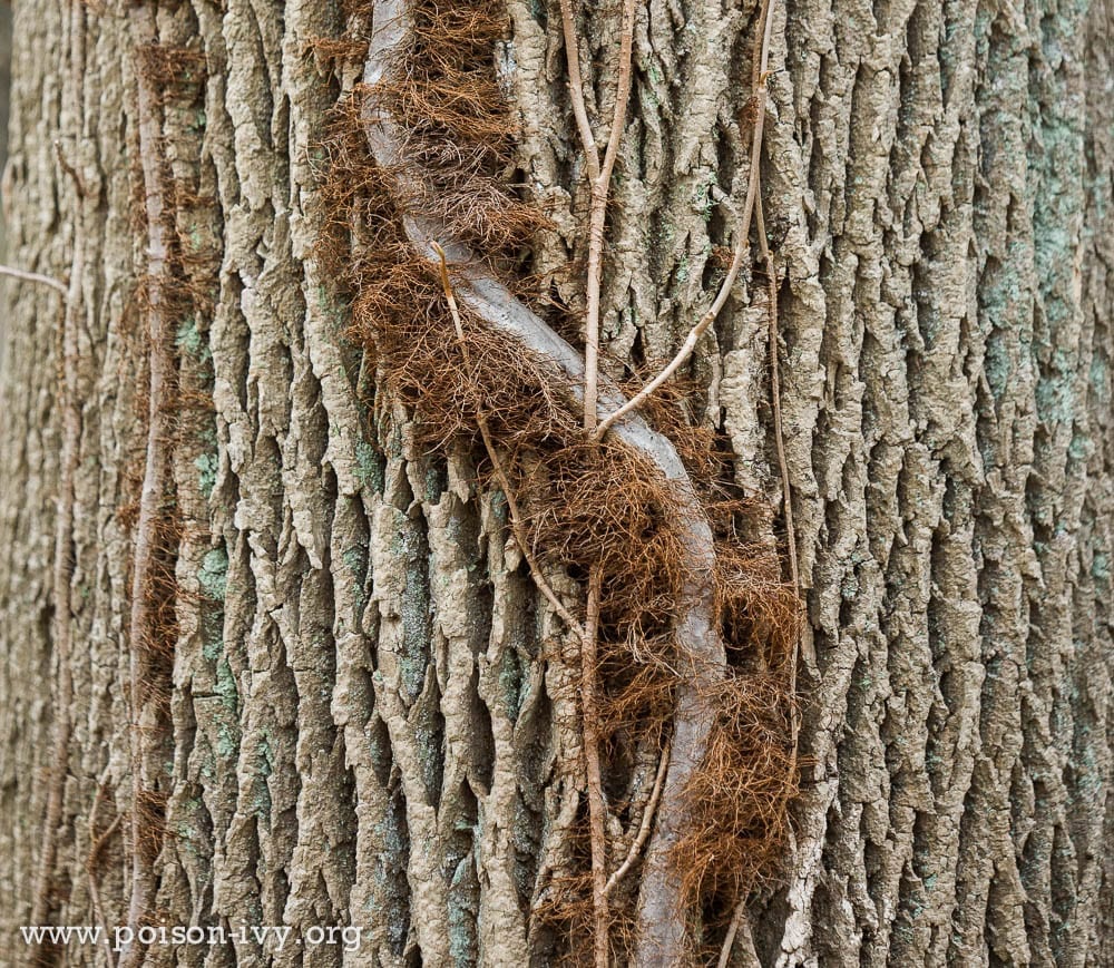 Poison ivy vine in winter