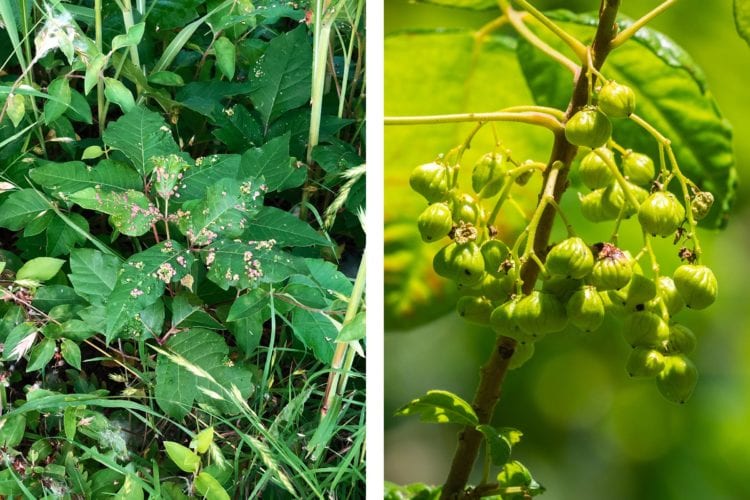 Poison ivy shrubs