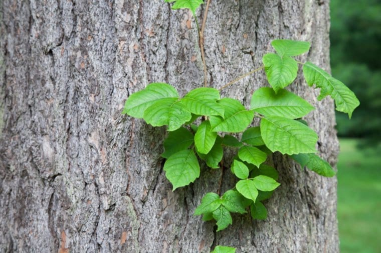 Poison ivy as a vine