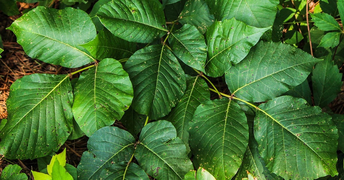 poison ivy treatment plant