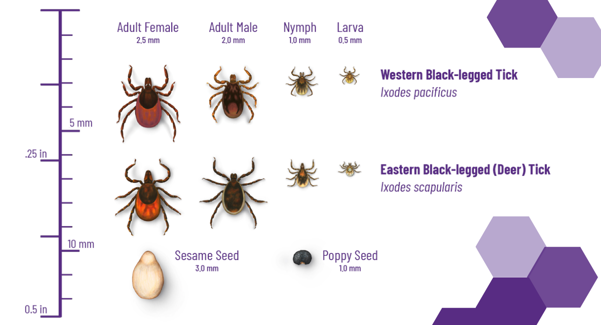 Different Types Of Ticks